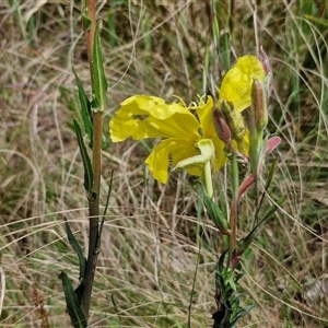 Oenothera stricta subsp. stricta at Goulburn, NSW - 28 Oct 2024