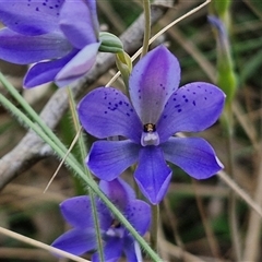 Thelymitra ixioides (Dotted Sun Orchid) at Goulburn, NSW - 27 Oct 2024 by trevorpreston