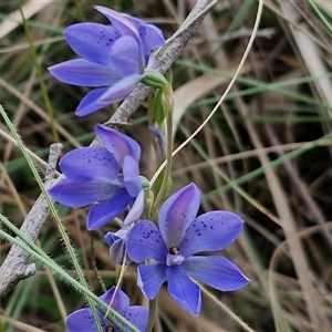 Thelymitra ixioides at Goulburn, NSW - 28 Oct 2024