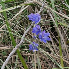 Thelymitra ixioides at Goulburn, NSW - 28 Oct 2024