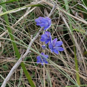 Thelymitra ixioides at Goulburn, NSW - 28 Oct 2024