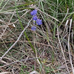 Thelymitra ixioides at Goulburn, NSW - 28 Oct 2024