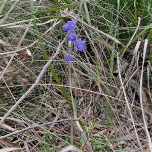 Thelymitra ixioides at Goulburn, NSW - 28 Oct 2024