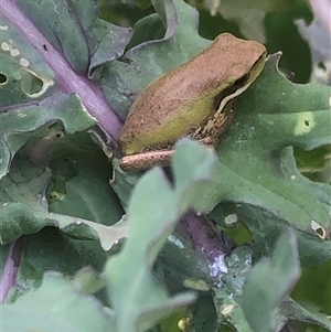 Litoria fallax at Kungala, NSW - 29 Oct 2024