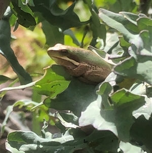 Litoria fallax at Kungala, NSW - 29 Oct 2024