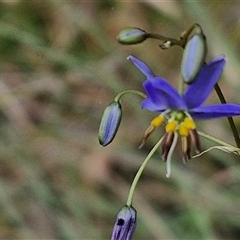 Dianella revoluta (Black-Anther Flax Lily) at Goulburn, NSW - 27 Oct 2024 by trevorpreston