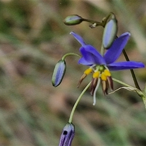 Dianella revoluta at Goulburn, NSW - 28 Oct 2024