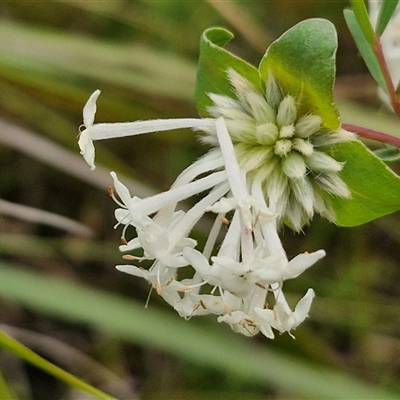 Pimelea sp. at Goulburn, NSW - 27 Oct 2024 by trevorpreston