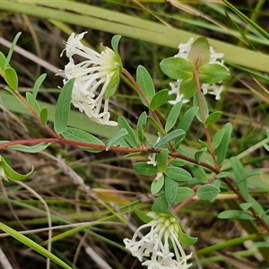 Pimelea linifolia subsp. linifolia at Goulburn, NSW - 28 Oct 2024