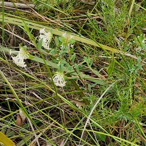 Pimelea linifolia subsp. linifolia at Goulburn, NSW - 28 Oct 2024 10:56 AM