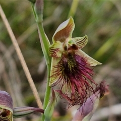 Calochilus paludosus (Strap Beard Orchid) at Goulburn, NSW - 27 Oct 2024 by trevorpreston