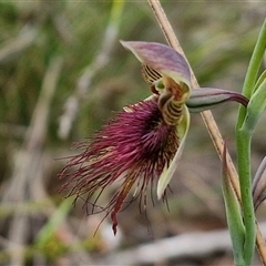 Calochilus paludosus at Goulburn, NSW - 28 Oct 2024