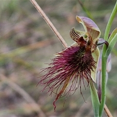 Calochilus paludosus at Goulburn, NSW - 28 Oct 2024