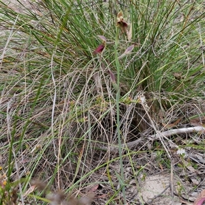 Calochilus paludosus at Goulburn, NSW - 28 Oct 2024