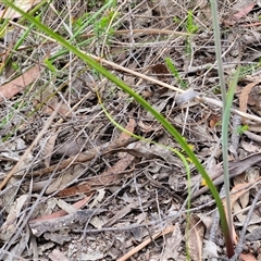 Calochilus paludosus at Goulburn, NSW - 28 Oct 2024