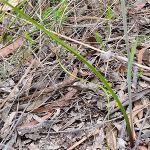 Calochilus paludosus at Goulburn, NSW - 28 Oct 2024