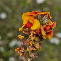 Dillwynia sericea (Egg And Bacon Peas) at Goulburn, NSW - 28 Oct 2024 by trevorpreston