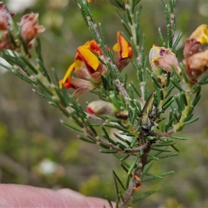 Dillwynia sericea at Goulburn, NSW - 28 Oct 2024