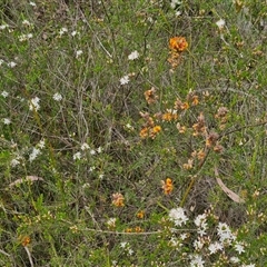 Dillwynia sericea at Goulburn, NSW - 28 Oct 2024