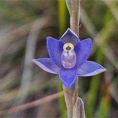 Thelymitra peniculata (Blue Star Sun-orchid) at Goulburn, NSW - 28 Oct 2024 by trevorpreston