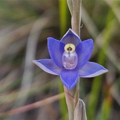 Thelymitra peniculata (Blue Star Sun-orchid) at Goulburn, NSW - 28 Oct 2024 by trevorpreston