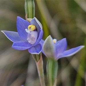 Thelymitra peniculata at Goulburn, NSW - 28 Oct 2024