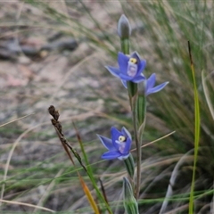 Thelymitra peniculata at Goulburn, NSW - 28 Oct 2024