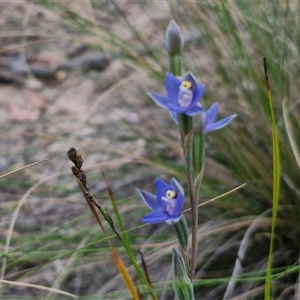 Thelymitra peniculata at Goulburn, NSW - 28 Oct 2024