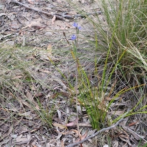 Thelymitra peniculata at Goulburn, NSW - 28 Oct 2024