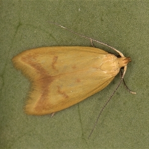 Aeolothapsa malacella at Melba, ACT - 27 Oct 2024 10:37 PM