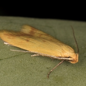 Aeolothapsa malacella at Melba, ACT - 27 Oct 2024 10:37 PM