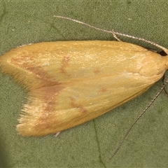 Aeolothapsa malacella at Melba, ACT - 27 Oct 2024 10:37 PM