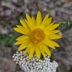 Xerochrysum viscosum (Sticky Everlasting) at Goulburn, NSW - 27 Oct 2024 by trevorpreston