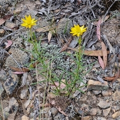 Xerochrysum viscosum at Goulburn, NSW - 28 Oct 2024 10:49 AM