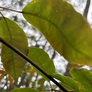 Cissus hypoglauca at Lorne, NSW by Butlinz