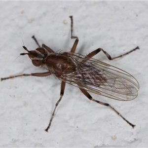 Tapeigaster nigricornis at Melba, ACT - 27 Oct 2024