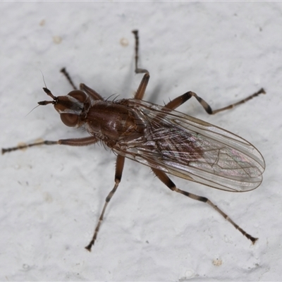 Tapeigaster nigricornis (Striped Sun Fly) at Melba, ACT - 27 Oct 2024 by kasiaaus