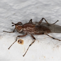 Tapeigaster nigricornis at Melba, ACT - 27 Oct 2024