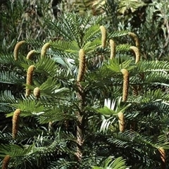 Wollemia nobilis (Wollemi Pine) at Acton, ACT - 3 Oct 2011 by MichaelBedingfield