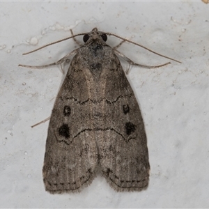 Calathusa sp nr dispila at Melba, ACT - 27 Oct 2024 10:33 PM