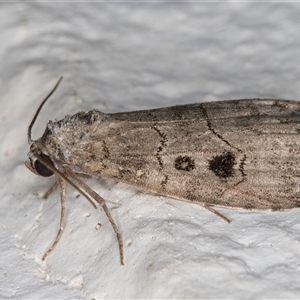 Calathusa sp nr dispila at Melba, ACT - 27 Oct 2024 10:33 PM