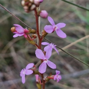 Stylidium graminifolium at Goulburn, NSW - 28 Oct 2024