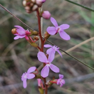 Stylidium graminifolium (grass triggerplant) at Goulburn, NSW - 27 Oct 2024 by trevorpreston