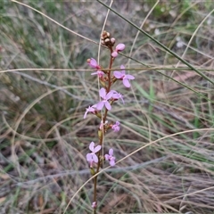 Stylidium graminifolium at Goulburn, NSW - 28 Oct 2024