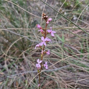 Stylidium graminifolium at Goulburn, NSW - 28 Oct 2024 10:48 AM