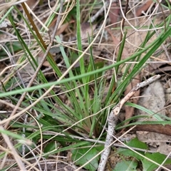 Stylidium graminifolium at Goulburn, NSW - 28 Oct 2024 10:48 AM