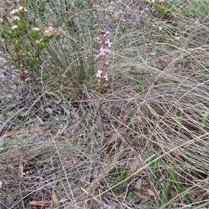 Stylidium graminifolium at Goulburn, NSW - 28 Oct 2024 10:48 AM