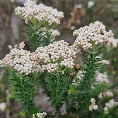 Ozothamnus diosmifolius (Rice Flower, White Dogwood, Sago Bush) at Goulburn, NSW - 28 Oct 2024 by trevorpreston