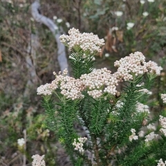 Ozothamnus diosmifolius at Goulburn, NSW - 28 Oct 2024