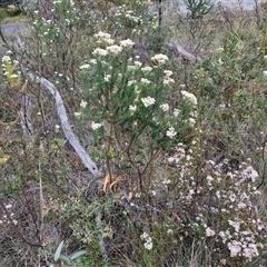 Ozothamnus diosmifolius at Goulburn, NSW - 28 Oct 2024